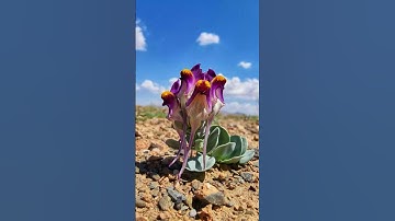 القران الكريم بصوت جميل جدا #المغرب #اكسبلور #العريفي #الجزائر #travel #الجيلي #تيك_توك #الغلا #sno