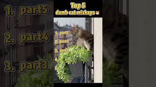 Funny Cats #katzen #funny #tiere #lachen #funnyshorts #lustigevideos #witzig #lustig #humor