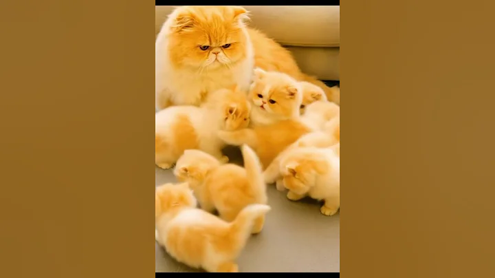 Video 11127111: persian cat kitten love, persian cat kitten playing