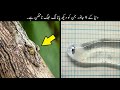 9 Most Invisible Animals In The World | وہ جانور جن کو دیکھ پانا لگ بھگ ناممکن ہے | Haider Tv