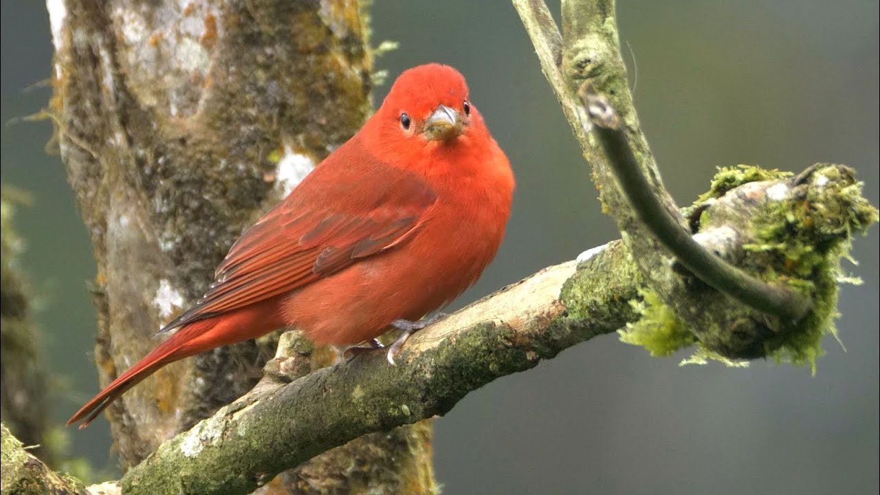 Summer Tanager