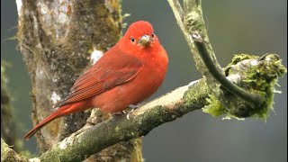 Download Lagu Summer Tanager MP3