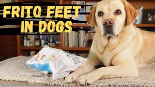 stinky dog feet remedies