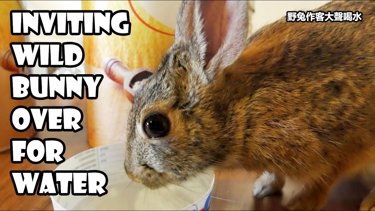 Inviting a wild bunny over for water Wild rabbit drinking water in