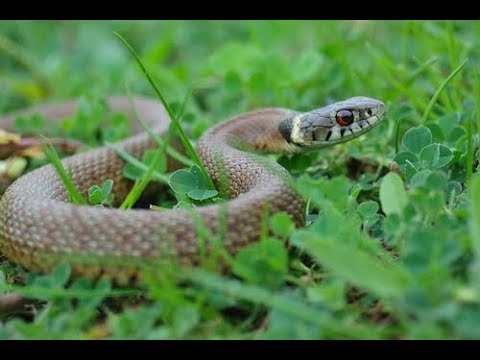 ভিডিও: হাইপোকন্ড্রিয়া। অংশ ২