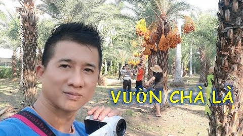 VƯỜN CHÀ LÀ SA ĐÉC ĐỘC LẠ NHẤT MIỀN TÂY /Tuấn Lai Vung #35