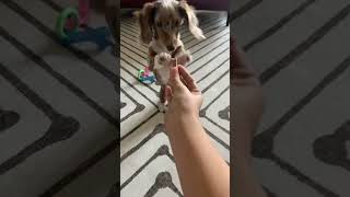 Dachshund doing tricks for treats