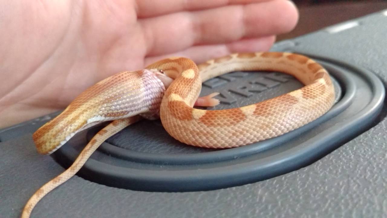 snake games How To Tease feed a corn snake