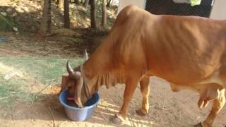 GIR cows in SRI RAMA PRIYA dairy farm.