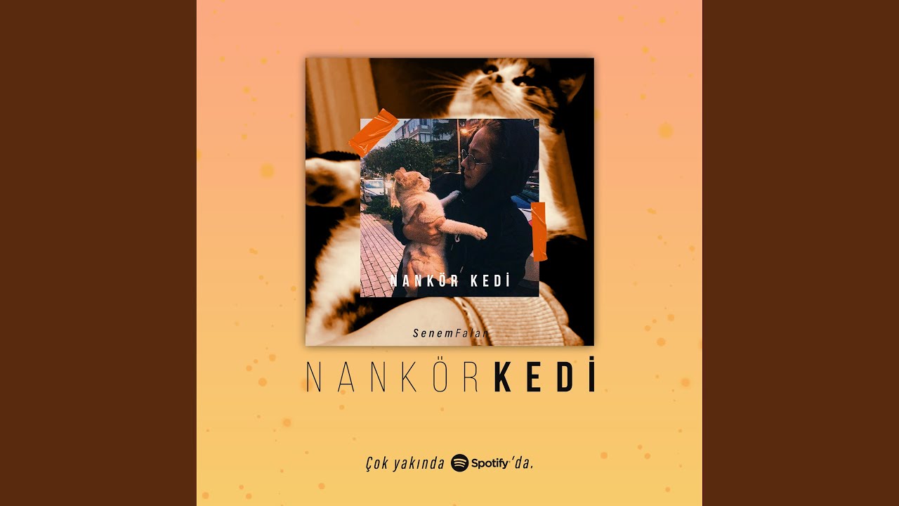 Nankör Kedi YouTube