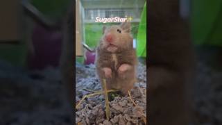 Help me name my hamster! #hamster #pets #shorts @SugarStar