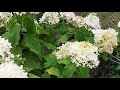 Hydrangea Paniculata Blooming Video