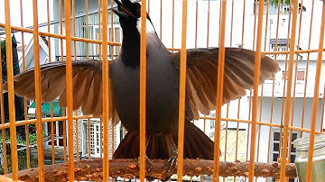 Khướu bạc má Múa hót kích bổi yếu lửa nhanh căng lửa/khướu múa xòe cánh cực víp kích bổi Múa theo