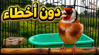 أروع تغريد حسون بري (خلوي) لتسميع الفراخ وتلقين النوتة الصافية