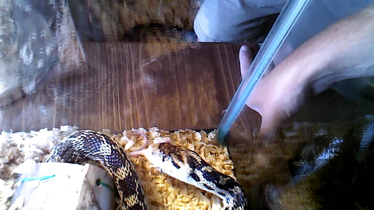 feeding en francais Feeding my Gopher Snake live mice ( not for mice lovers) (part 1)