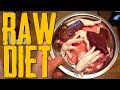 RAW Diet Full Day of Eating Cane Corso #canecorso