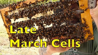 Late March Queen Cell Production