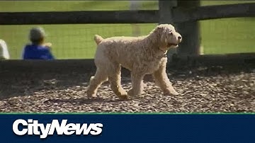 How to keep dogs safe against monkeypox