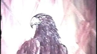 The Eagle Hunter (1990, Kyrgyzstan)