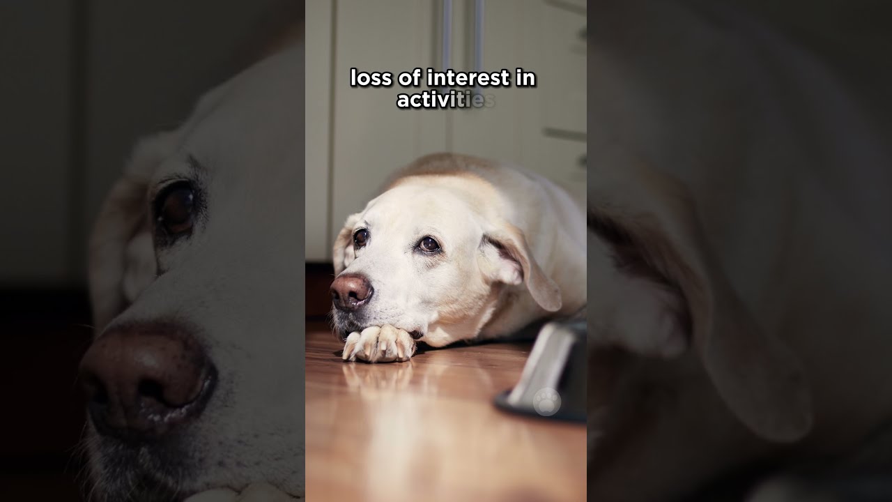 How To Tell If My Dog Is Depressed Dogs