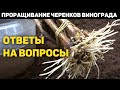 Как проращивать черенки винограда в домашних условиях? Ответы на часто задаваемые вопросы!