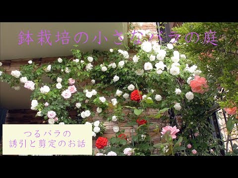 鉢栽培の小さなバラの庭 つるバラのお手入れのお話 Youtube