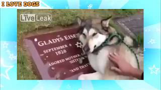 感動の犬 亡くなったご主人のお墓の前で本当に泣く犬 やっぱり犬が好き Youtube