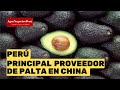 Perú se ha posicionado, por cuarto año consecutivo, como el principal proveedor de palta en China