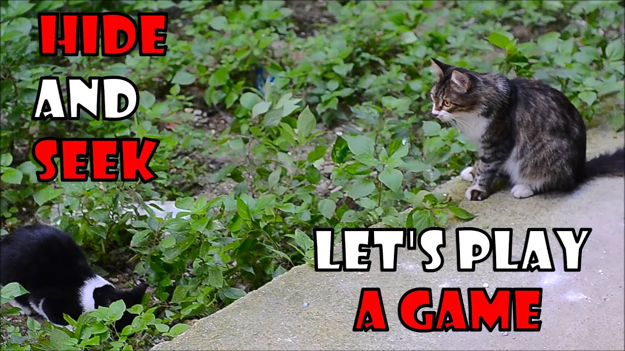 Five Baby Kittens Eating Food | Angry kitten | Cute Kittens 6