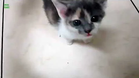 Video 11120321: cats kittens meowing compilation, kittens meowing compilation funny, cute cat