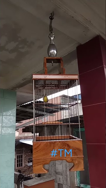 Pleci nembak sejaluurrr #pcmi #pleci #burung