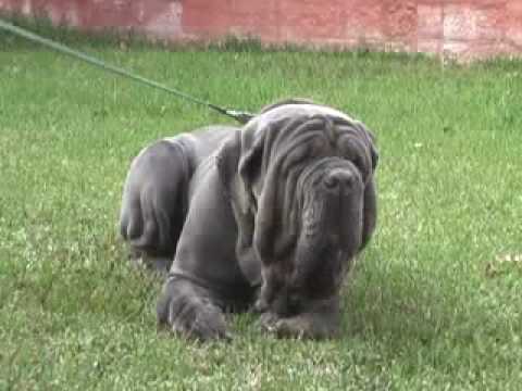 rasa mastiff