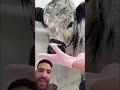 طبعا انت لو عندنا كان زمانهم بيجروا وراك فى الشارع يابن المحظوظه طبعا انت لو عندنا كان زمانهم بيجروا وراك فى الشارع يابن المحظوظه