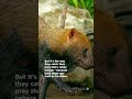 view This is not your average pup. Prepare to be amazed by the bush dog | Smithsonian Channel #Shorts digital asset number 1