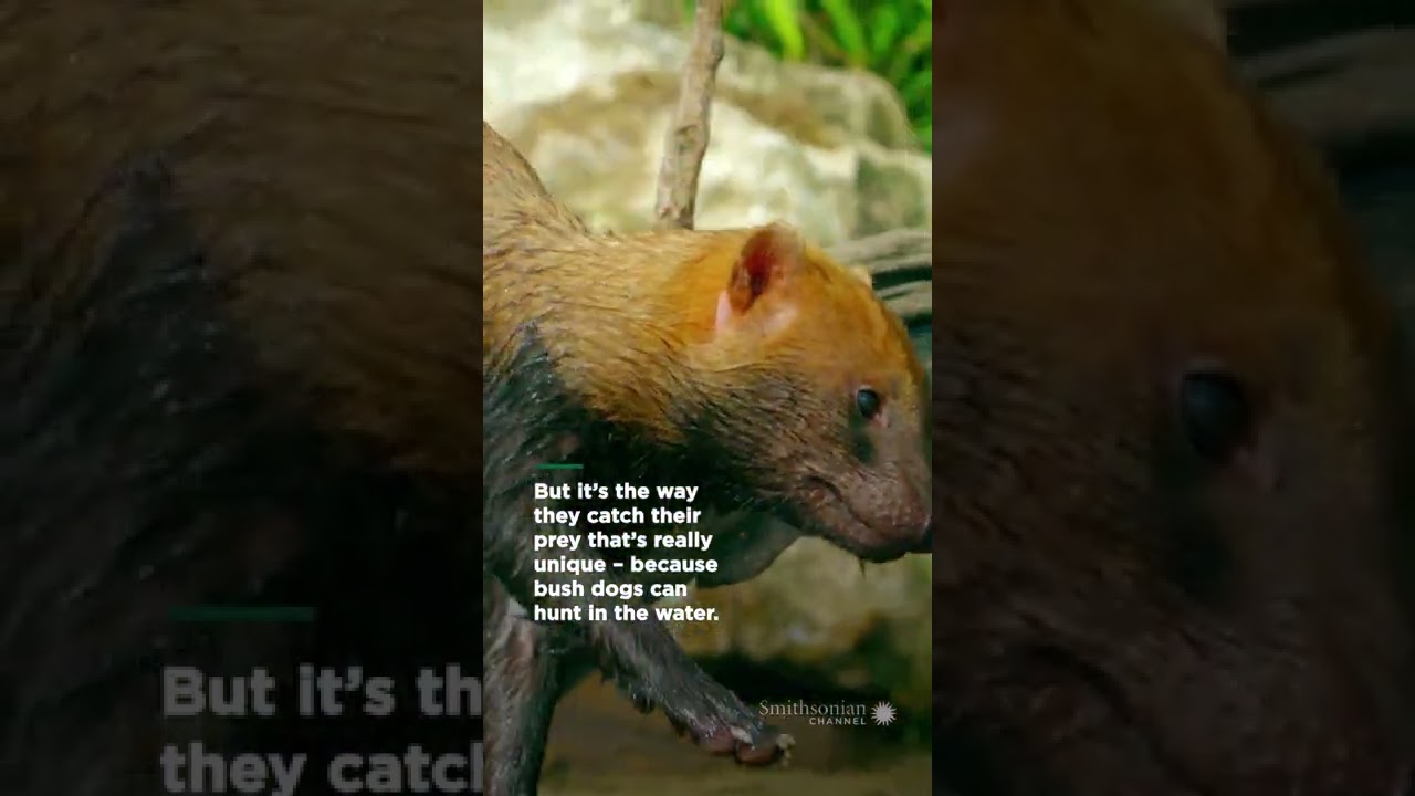 Film backdrop image for This is not your average pup. Prepare to be amazed by the bush dog (2022)