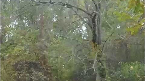Cutting down a Black Locust Tree with a Husqvarna Chainsaw