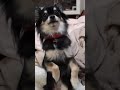 まんまをおねだりするチワワ犬#shorts