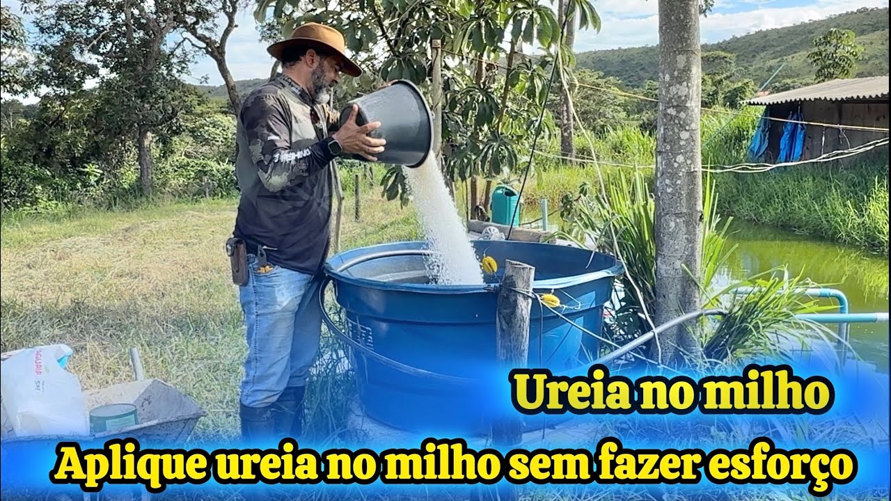 COMO APLICAR UREIA NO MILHO VIA IRRIGACAO 