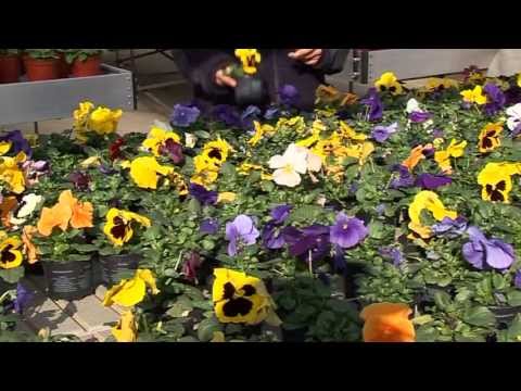Flores de invierno - YouTube