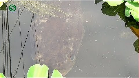 Cận cảnh cá lóc khủng săn mồi | Fish | Sắc Màu VN