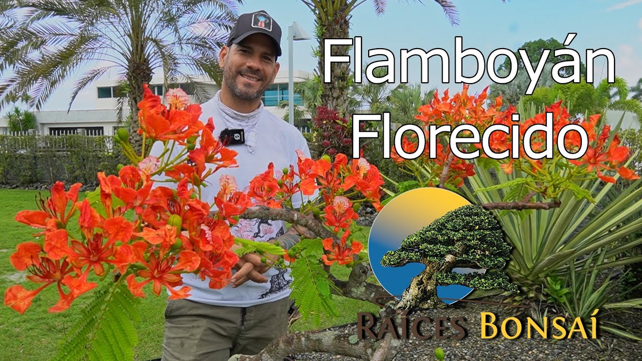 Sorpresa de Primavera: Flamboyán Florecido | Desde el Jardín | Proyectos 2025 | Raíces Bonsai