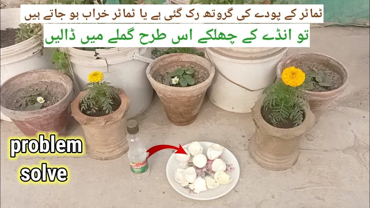 Use eggshell to make calcium fertilizer for your TOMATOE plant. Natural Fertilizer