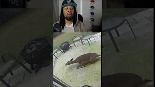 🔴 CAUGHT ON CAM: Deer Crashes Through Window Of Florida Home