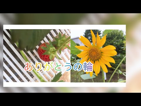 絢香『ありがとうの輪』(Short Ver.)