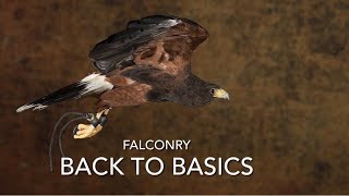 FALCONRY: back to basics with Harris hawks and others