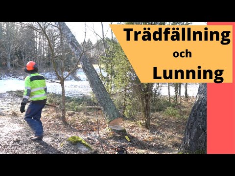 Trädfällning, lunning och