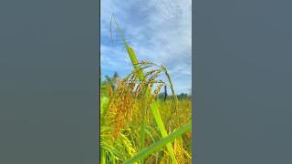 Lagu Jambi, Nasib Kalo Hidup Susah