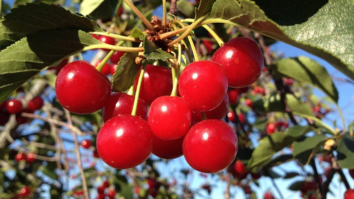 SHAKING CHERRIES OFF THE TREE