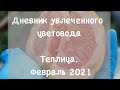 Обзор теплицы февраль 2021. Бугенвиллея, цитрусовые, пеларгонии и многое другое.