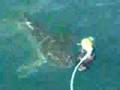 Great White Shark, Dyer Island